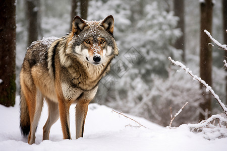 冬天雪山上的狼图片