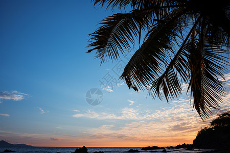 海岸边的棕榈树背景图片