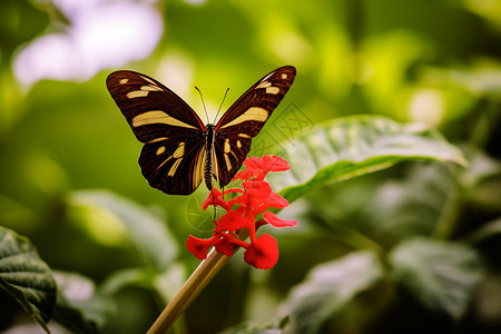户外花丛中的蝴蝶背景图片