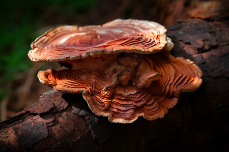 野生菌菇背景图片