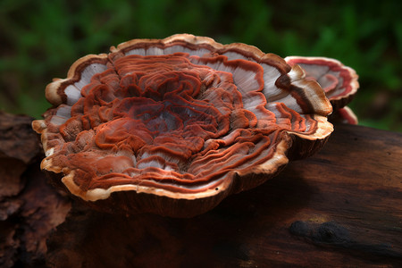 树木上野生的菇类图片
