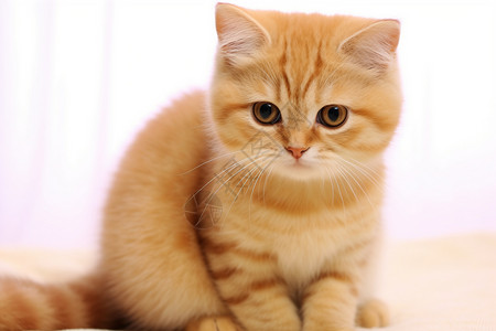 可爱的宠物小橘猫图片