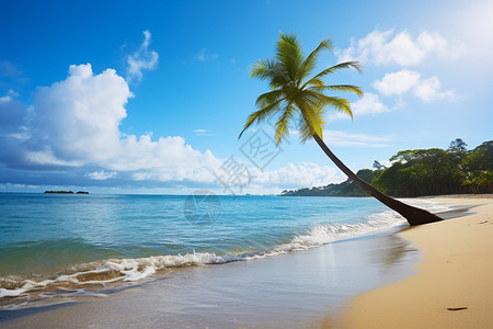 海边的热带树木图片