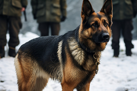 警犬训练雪地的警犬背景