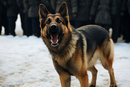 警犬训练忠诚的警犬背景