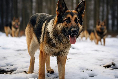 警犬训练雪地里的德国牧羊犬背景
