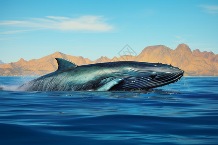 蔚蓝海洋中的鲸鱼图片