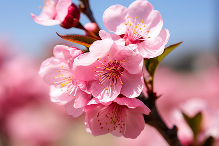 粉色的桃花背景图片