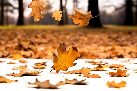 风中的树风中飘落的秋叶背景