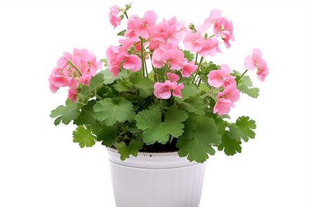 粉色花盆吊兰盛放的盆栽花朵设计图片