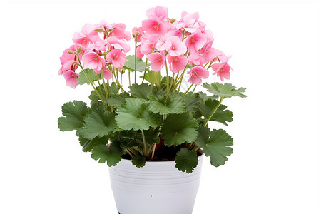 粉红色天竺葵粉色的花卉盆栽设计图片