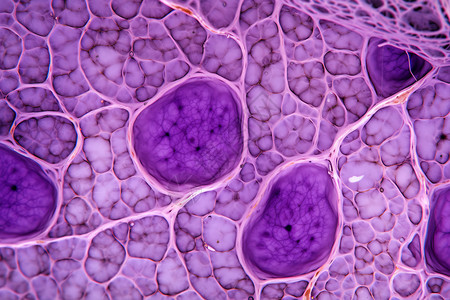 微观的植物细胞背景图片