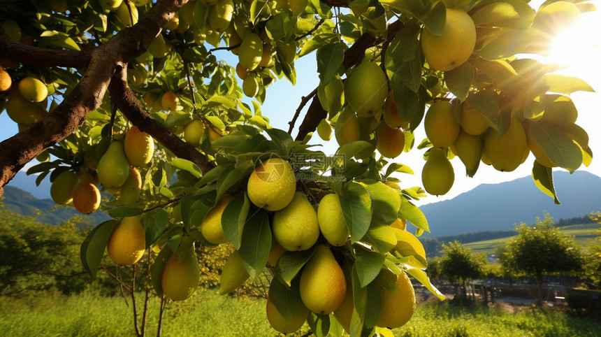 树木上成熟的梨图片