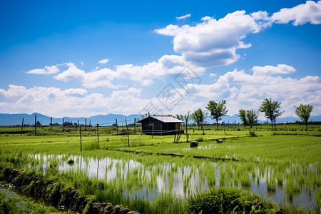 丰饶的乡村风景图片