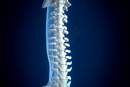 人体的脊柱视图图片