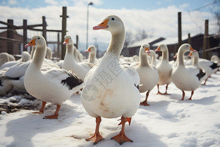人工养殖鸭子的特写镜头图片
