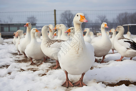 冬季农场中的鸭子图片