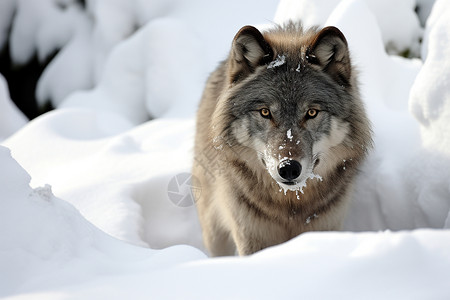 冬季户外的野狼图片