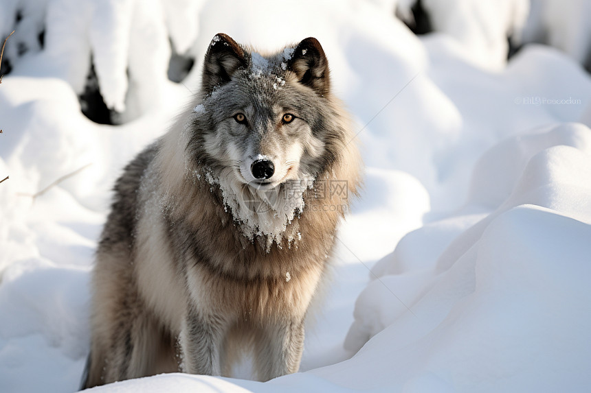 雪地中的野生狼图片