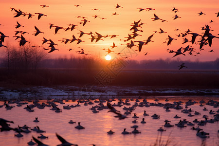 夕阳时迁徒的鸟类高清图片