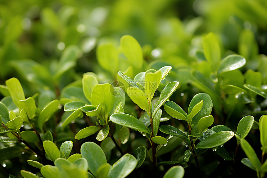 户外的绿色植物图片