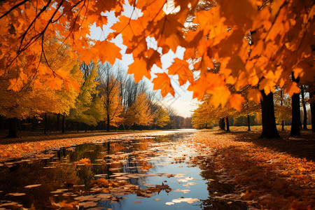 树叶落在了路面的水上图片