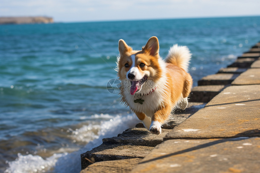 海岸边可爱的小狗图片