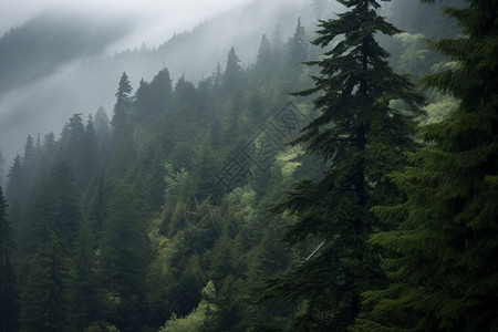 迷雾缭绕的森林图片