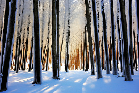 冬季的自然森林图片