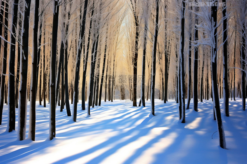 冬季户外的树林图片