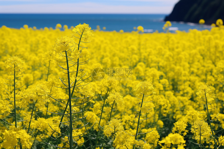 田地里的油菜花图片