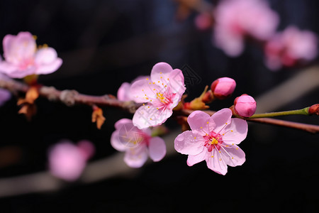 粉色桃花绽放图片