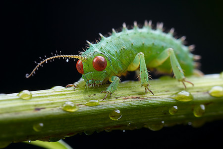 昆虫幼虫红眼绿虫静坐绿叶背景
