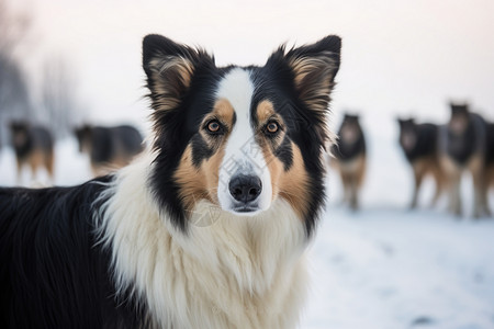 大自然的牧羊犬图片