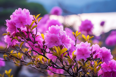 紫色花丛下的自然景观图片