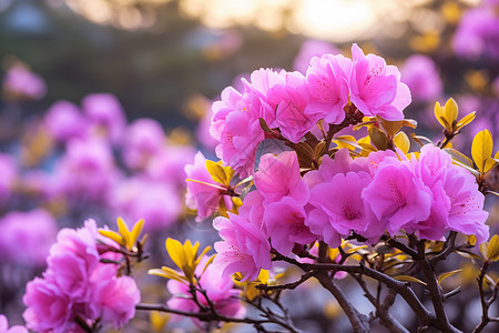 鲜花绽放图片