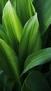 绿色的植物详情背景图片
