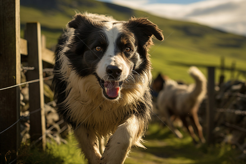 草地上奔跑的牧羊犬图片