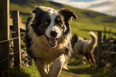 草地上奔跑的牧羊犬背景图片