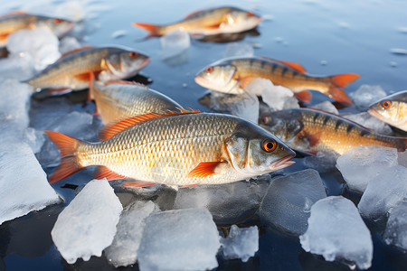 冰上的鱼群图片