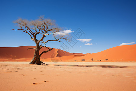 沙漠里的树沙漠里的孤树背景