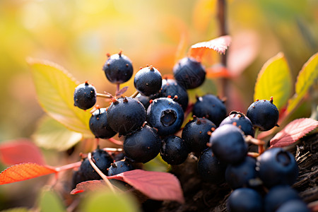 新鲜的蓝莓农业灌木高清图片