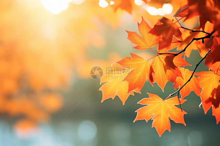 金黄的秋日红叶图片