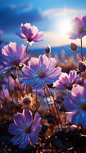阳光下的紫色小花图片