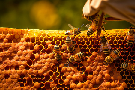 蜜蜂在蜂巢上酿蜜高清图片