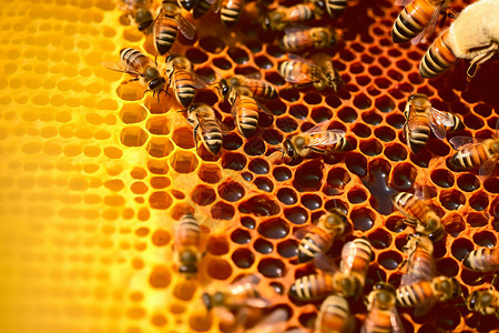 忙碌的蜜蜂图片