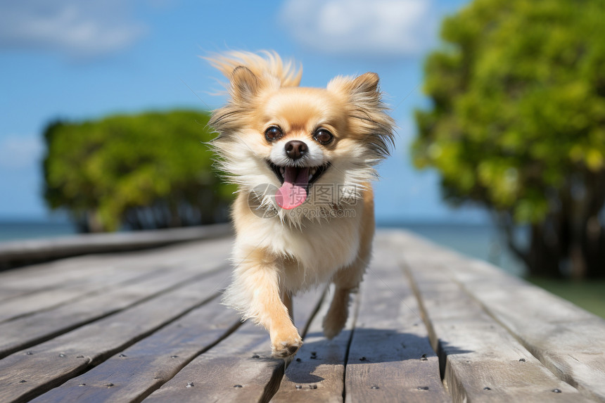 小狗在木板桥上奔跑图片