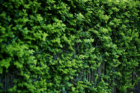 黑色竹编篱笆布满墙壁的爬藤植物背景