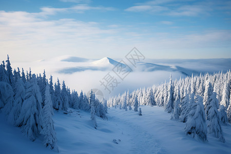 飘雪冬日冬日山林飘雪背景