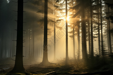 太阳穿过树林照在大地上图片